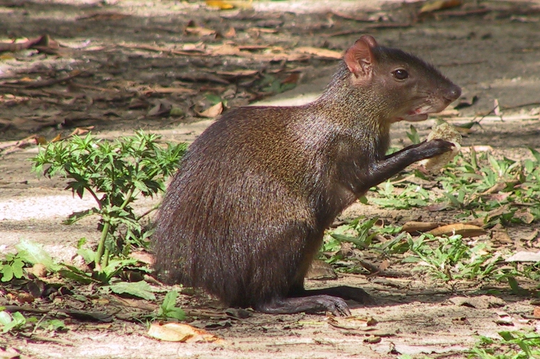 agouti